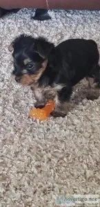 AKC (male) Yorkie