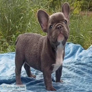 FRENCH BULLDOG PUPPY FOR SALE. Text (813) 219-4045