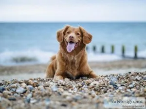 Facts about animals  pet animals  about cat and dog