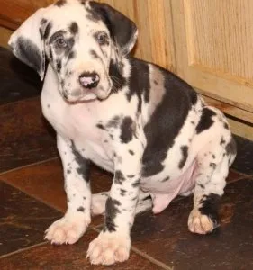 AKC Great Dane Puppies For Sale