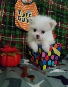 pomeranian puppies