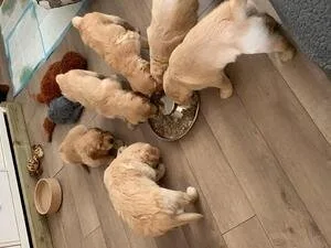 Registered Golden Retriever 200
