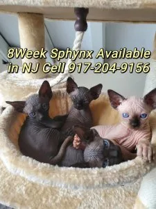 Black canadian sphynx kittens 8week old ready for pickup New Yor