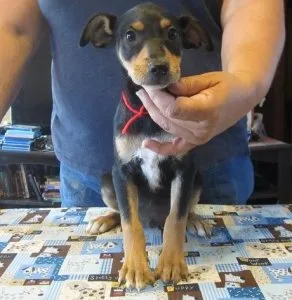 AKC Mountain feist Puppies For Sale