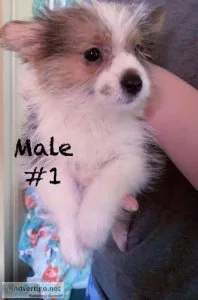 Yorkie-Poms For Sale