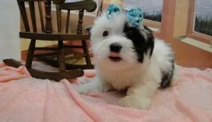 Adorable Coton De Tulear puppies ready