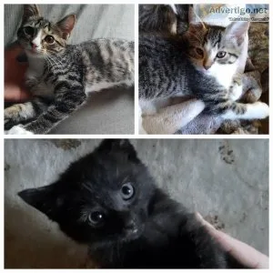 Female Kittens- Come With Food and Toys