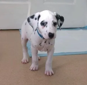 Gorgeous Dalmatian puppies