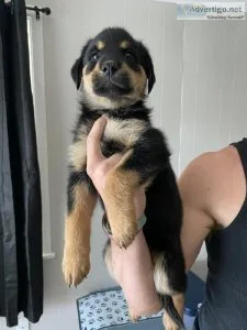 Rottsky Puppies
