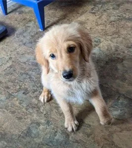 Super cute Golden Retriever puppies