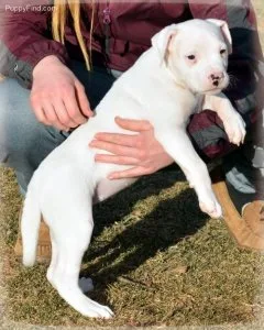 Healthy Dogo Argentino Puppies