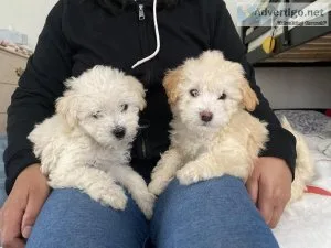 Finding a new good Home For 2 Maltipoo Puppies