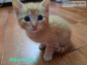 Male Kitten-Comes With Food and Toys