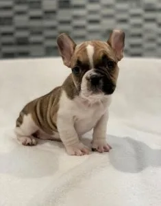Adorable AKC French Bulldog Puppies.