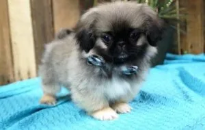Sweet Pekingese puppies.