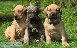 Top Healthy Fila Brasileiro Puppies