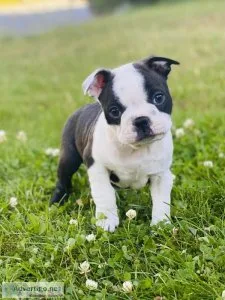 Boston Terrier Puppy