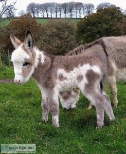 Registered Miniature Donkey for Sale