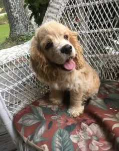 CKC Registered Cocker Spaniel Puppies