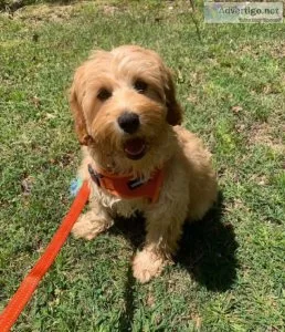 Puppy Nice For sale