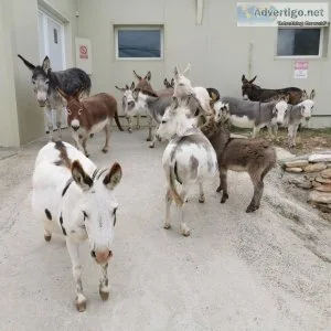 Miniature Donkeys ready for their new Home