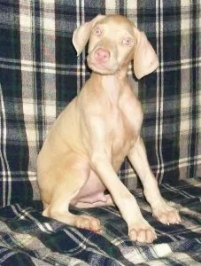 Gorgeous AKC Doberman Pinscher puppies