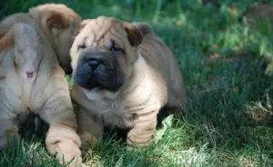 Lovely Chinese Shar-Pei puppies