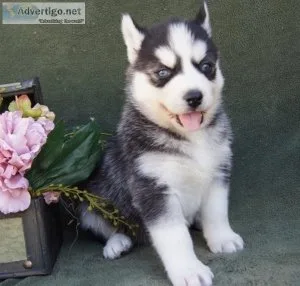 Adorable Siberian Husky Puppies For Sale.