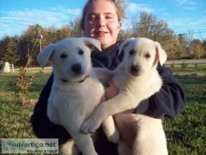 Home raised German Shepherd Puppies for Sale.