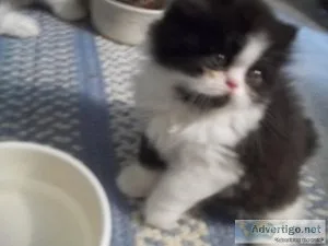 AFFORDABLE PERSIAN KITTENS