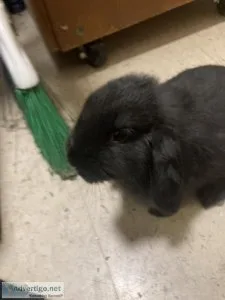 3mo. old Lop bunny