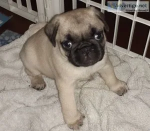 Dogs pug puppies akc & aca registered