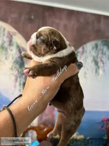 English Bulldog M Red Merle