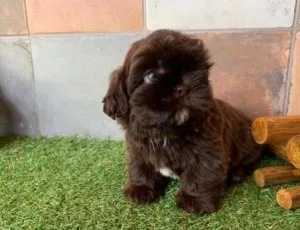 Lovely Shihtzu puppies for sale..