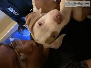 AMERICAN STAFFORDSHIRE PUPS