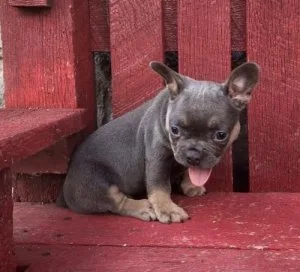 FRENCH BULLDOG PUPPY