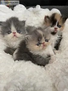 CFA Registered Persian Kittens