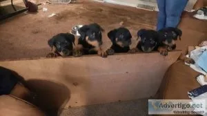 Rottweiler puppies for sale