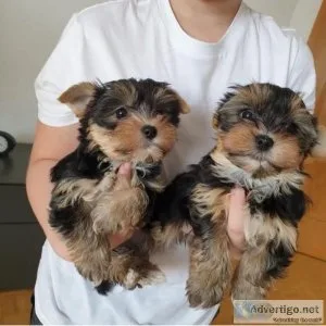 Yorkie pups available text via (832) 429-5416