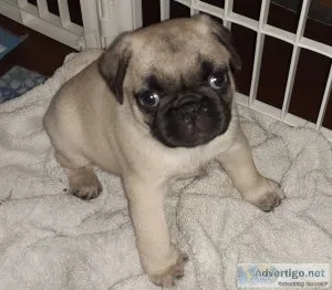 Purebred black and fawn pug puppies