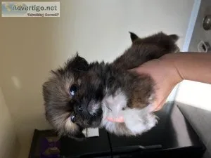 Pekingese Puppies