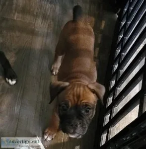 Olde Boston Bulldogge Puppies