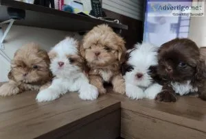 ND Shihtzu puppies for sale