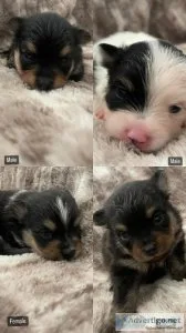 AKC Pomeranians - Full Registration