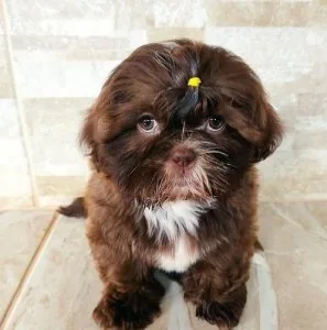 lIO Shihtzu puppies for sale