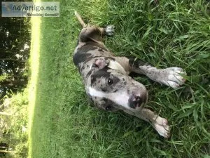 Rehoming my Pitbull puppy