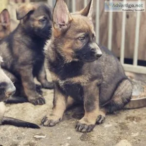 MF German Shepherd  PUPS Available For Sale