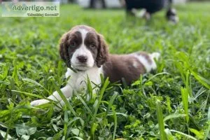 Bizzy Farms English Springer Spaniels