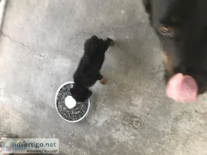 Rottweiler Puppies For Sale