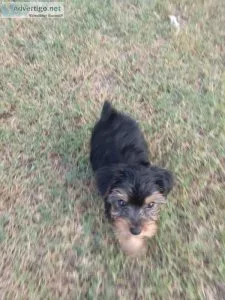 Female yorkie